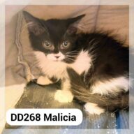 Malicia, chat à l’adoption à la SCPA de Carcassonne