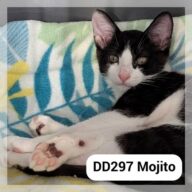 Mojito - Réservé, chat à l’adoption à la SCPA de Carcassonne
