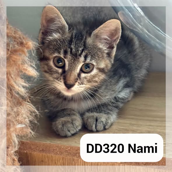 Nami