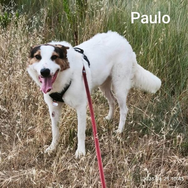 Paulo
