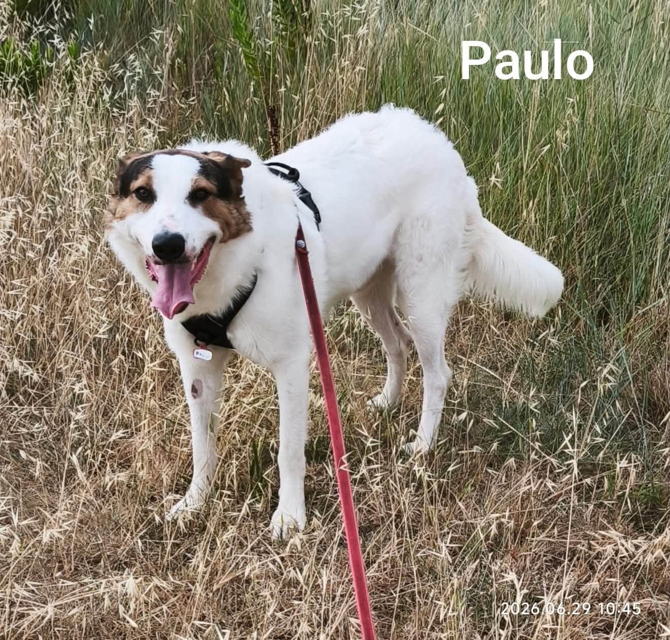 Lire la suite à propos de l’article Paulo