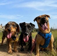 Le quotidien de nos animaux au refuge, chien à l’adoption à la SCPA de Carcassonne