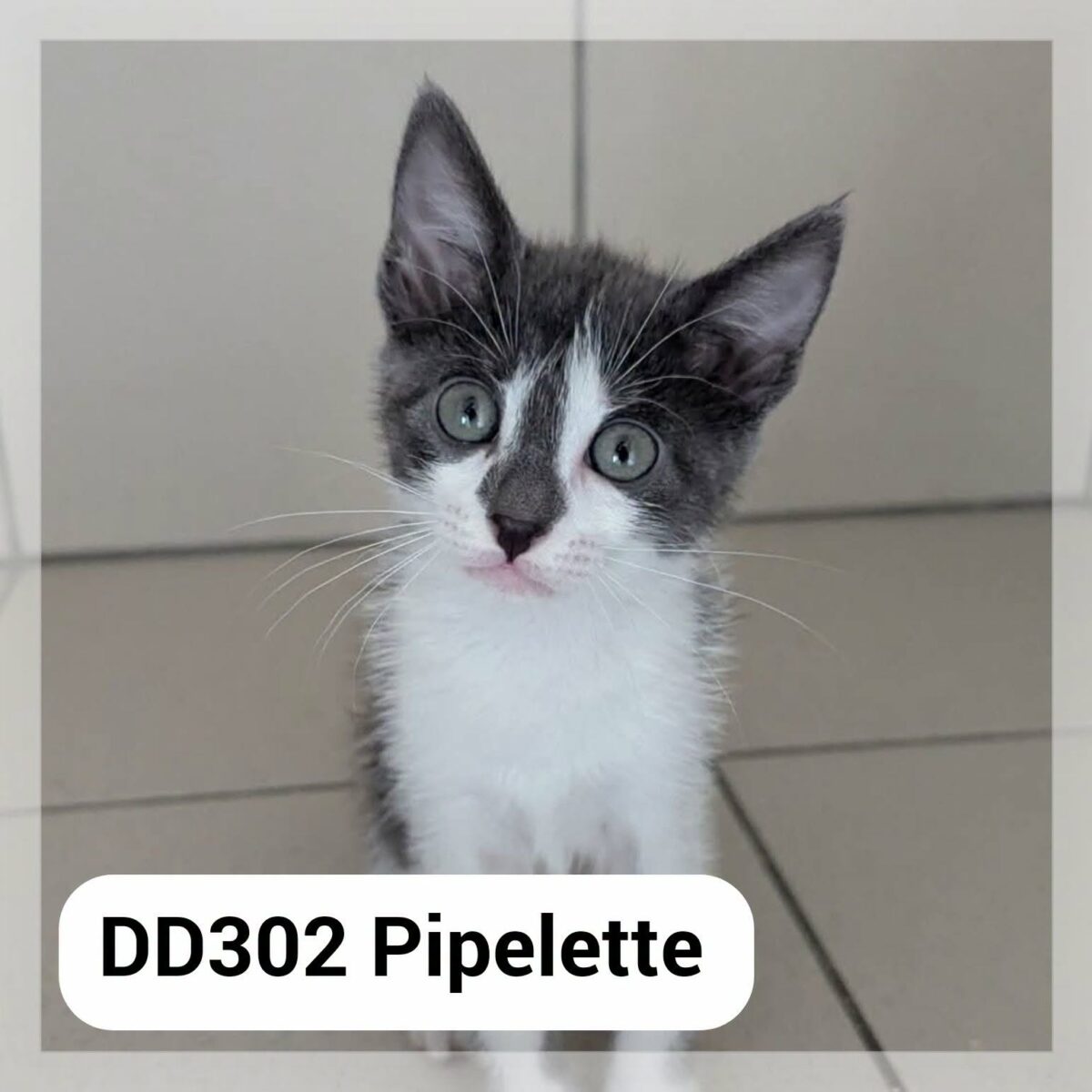 Pipelette en Famille d&rsquo;Accueil au Neko Castel, Café des chats (Foix)