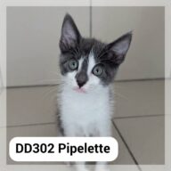 Pipelette - F.A. au Neko Castel, Café des chats (Foix), chat à l’adoption à la SCPA de Carcassonne