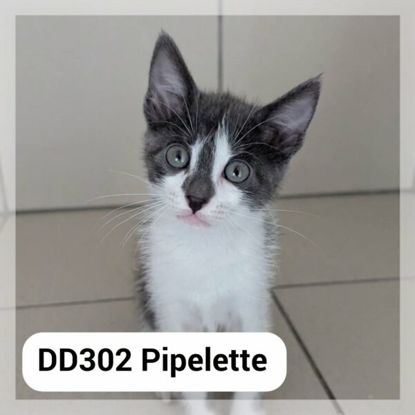 Pipelette en F.A.