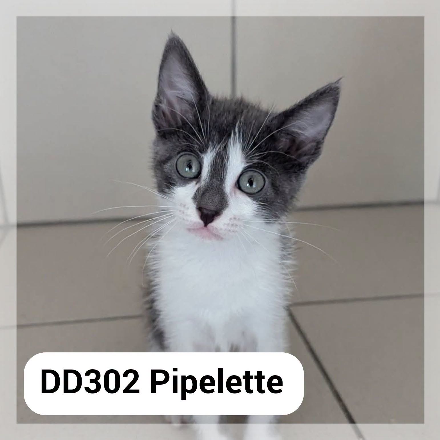 Pipelette