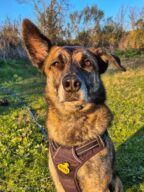 Rocky, chien à l’adoption à la SCPA de Carcassonne