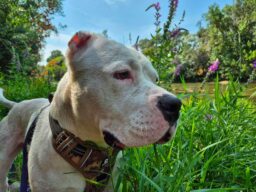Snow, chien à l’adoption à la SCPA de Carcassonne