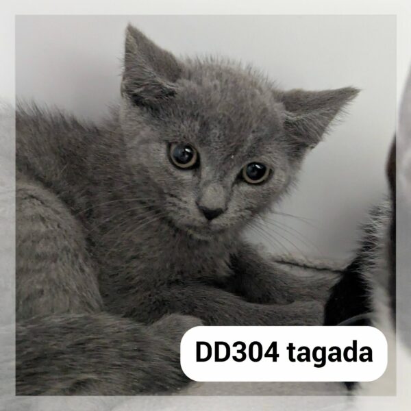 Tagada