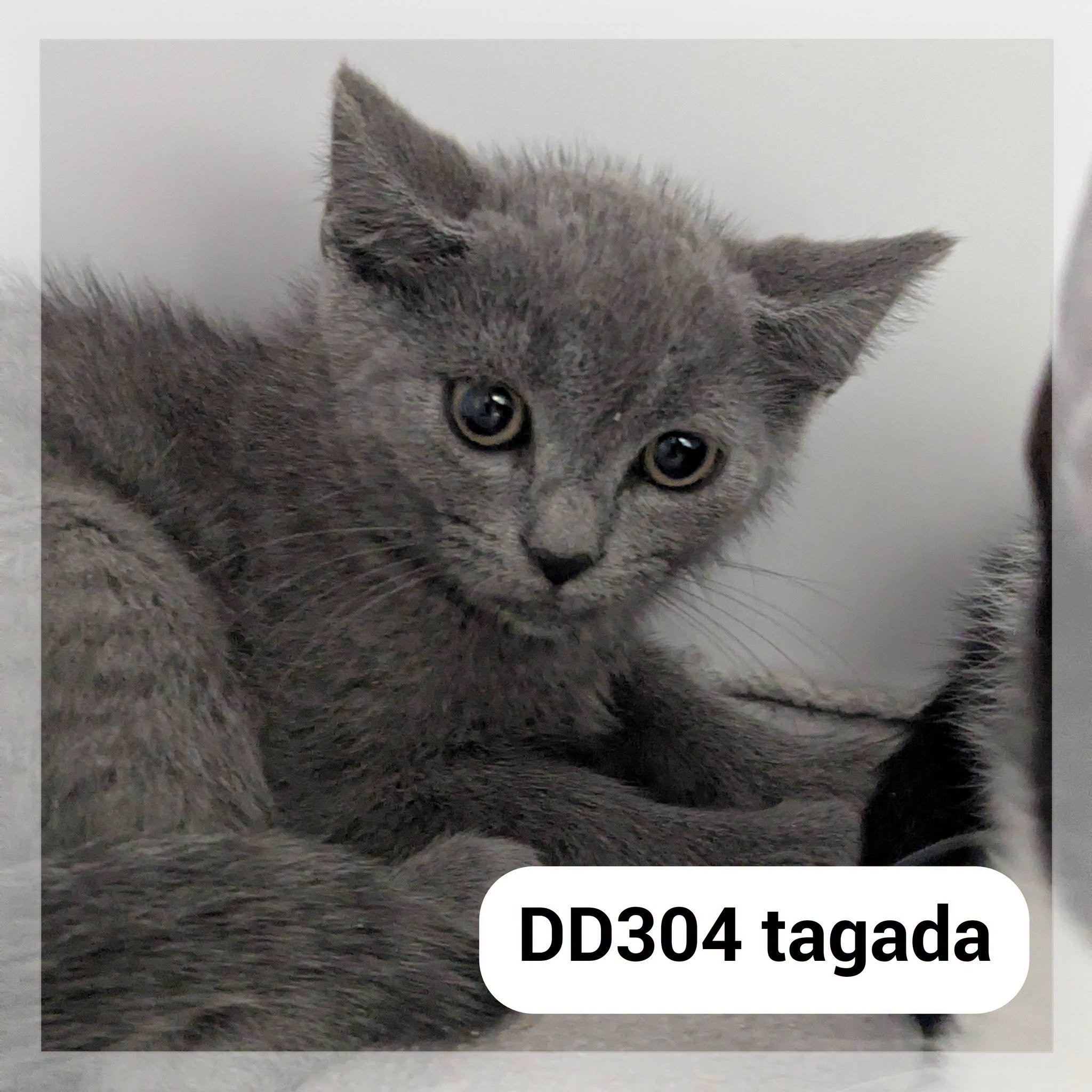 Tagada