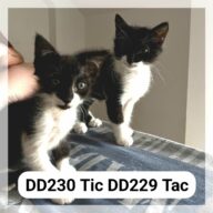 Tic & Tac en F.A., chat à l’adoption à la SCPA de Carcassonne