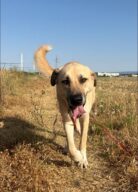 Ticoin, chien à l’adoption à la SCPA de Carcassonne
