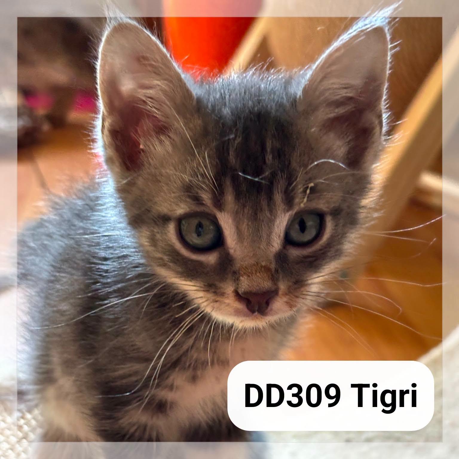 Tigri