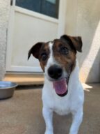 Venome, chien à l’adoption à la SCPA de Carcassonne
