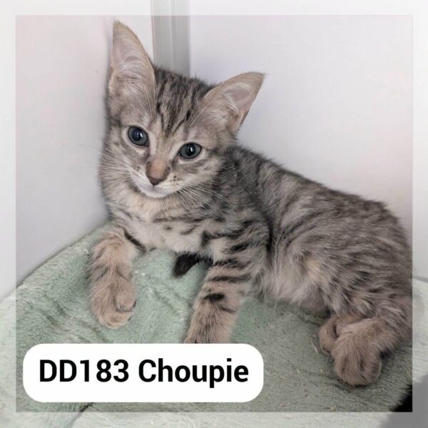 Choupie