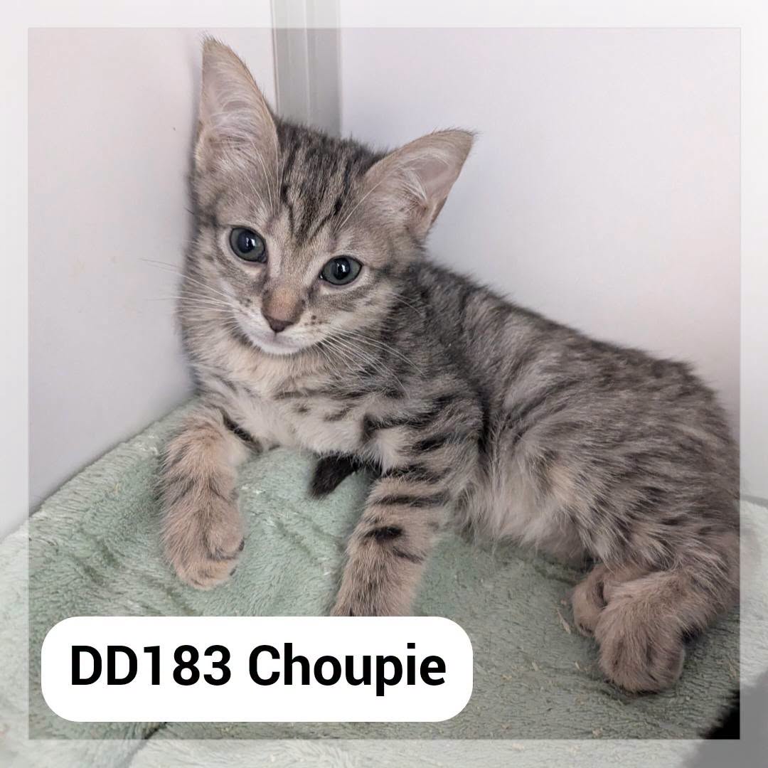 Lire la suite à propos de l’article Choupie