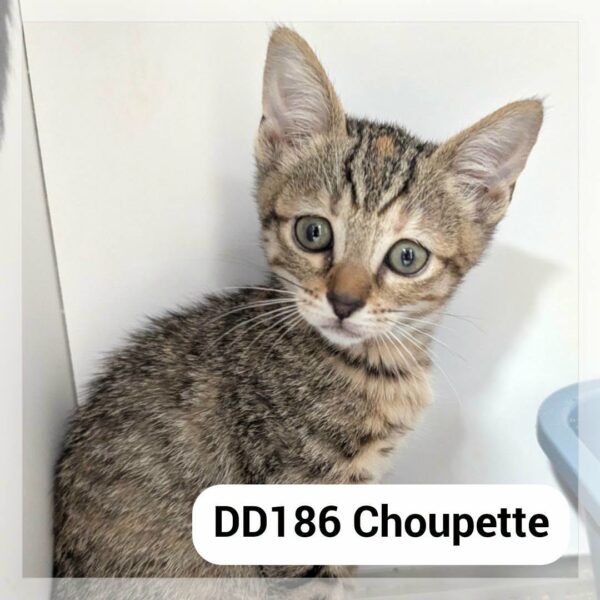 Choupette