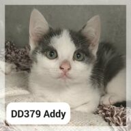 Addy - Réservé, chat à l’adoption à la SCPA de Carcassonne