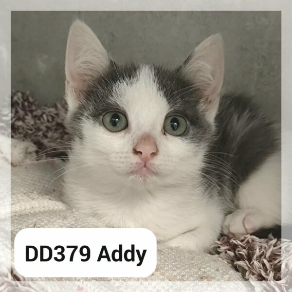 Addy