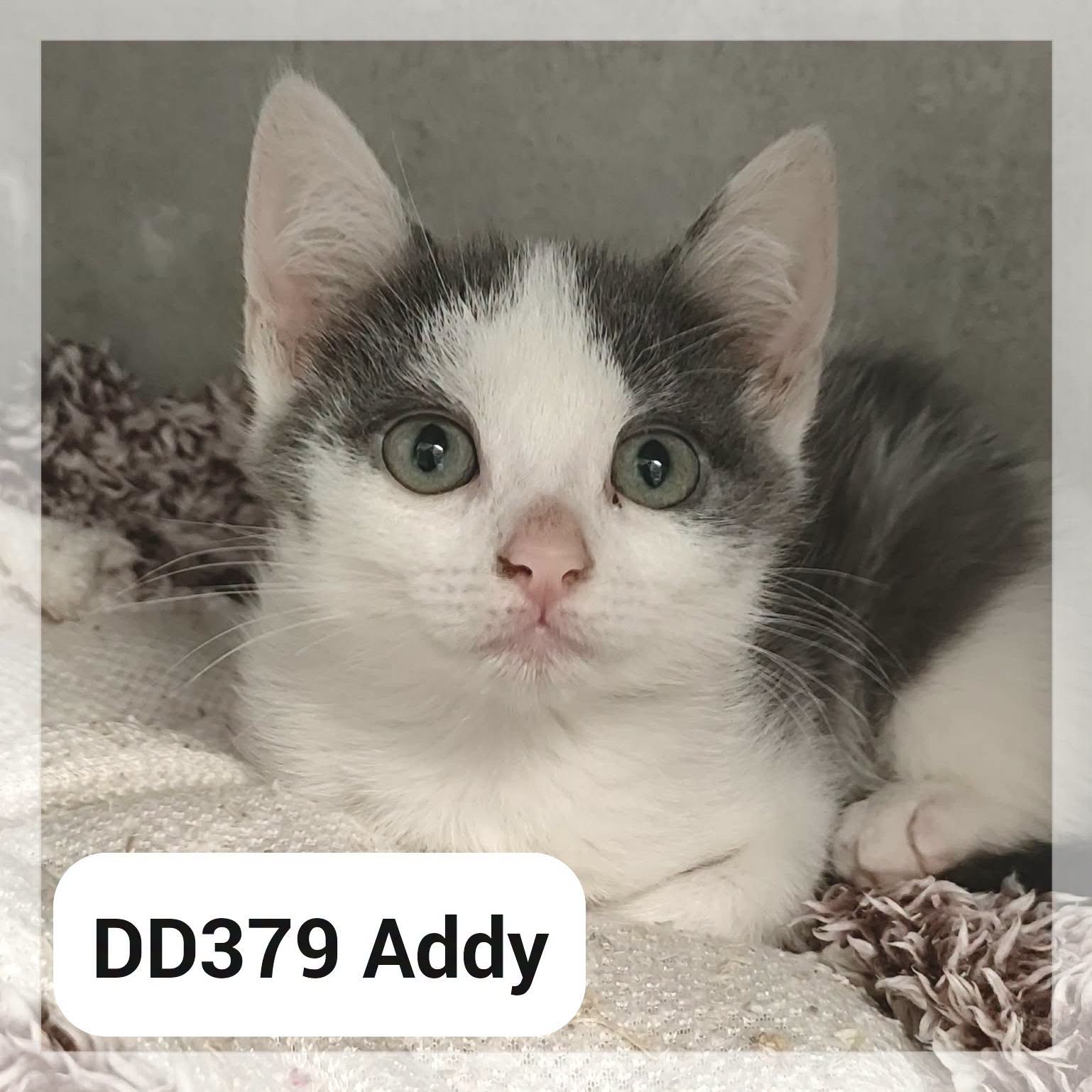 Addy