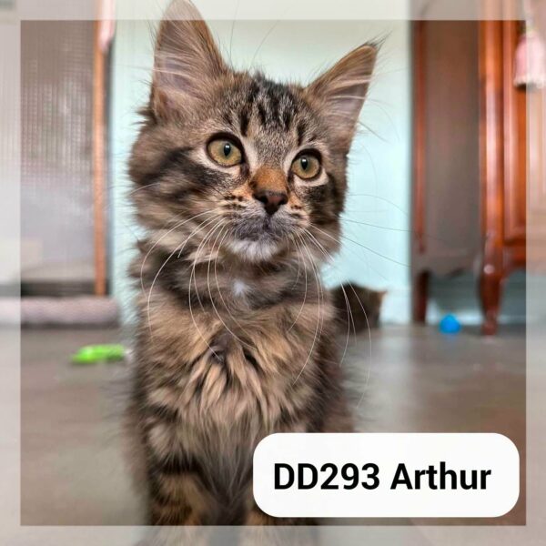 Arthur – en F.A. – Réservé