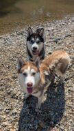 Bella & Stitch, chien à l’adoption à la SCPA de Carcassonne