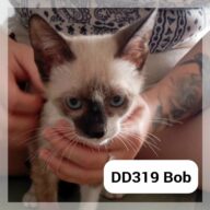 Bob en F.A., chat à l’adoption à la SCPA de Carcassonne