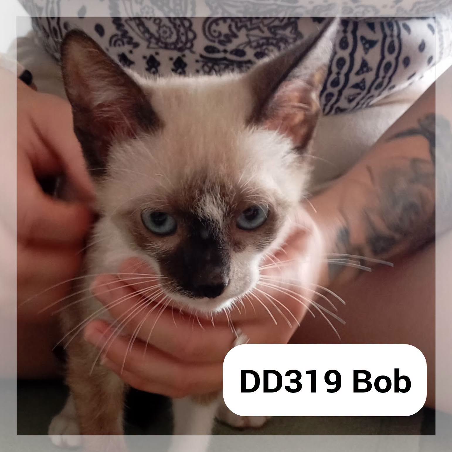 Lire la suite à propos de l’article Bob