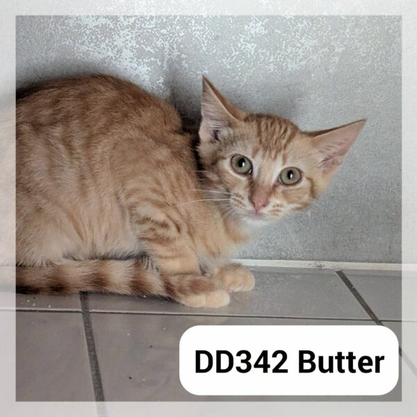 Butter