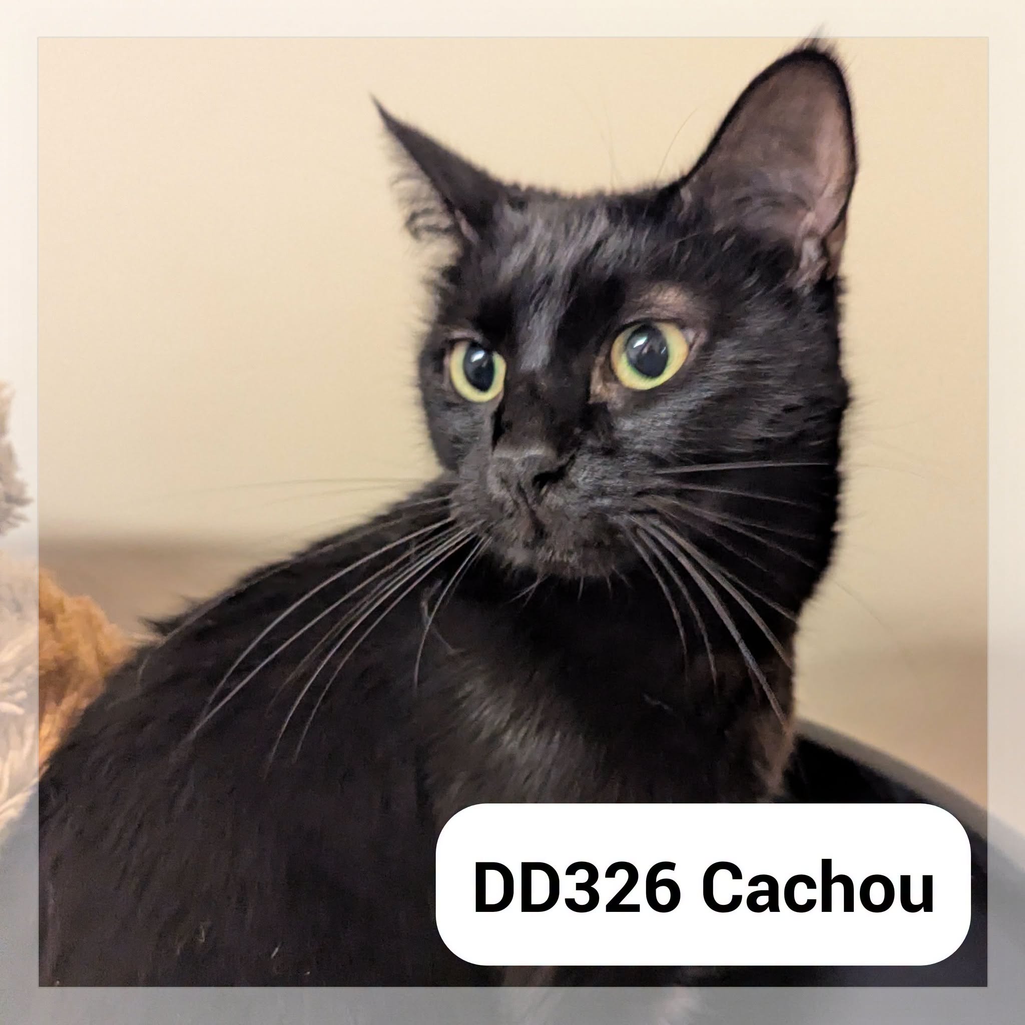 Lire la suite à propos de l’article Cachou
