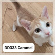 Caramel en F.A., chat à l’adoption à la SCPA de Carcassonne