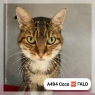 Coco - F.A.L.D, chat à l’adoption à la SCPA de Carcassonne