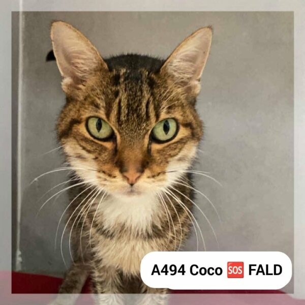 Coco – F.A.L.D