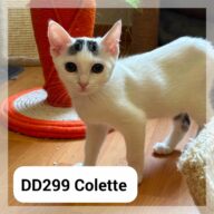Colette, chat à l’adoption à la SCPA de Carcassonne