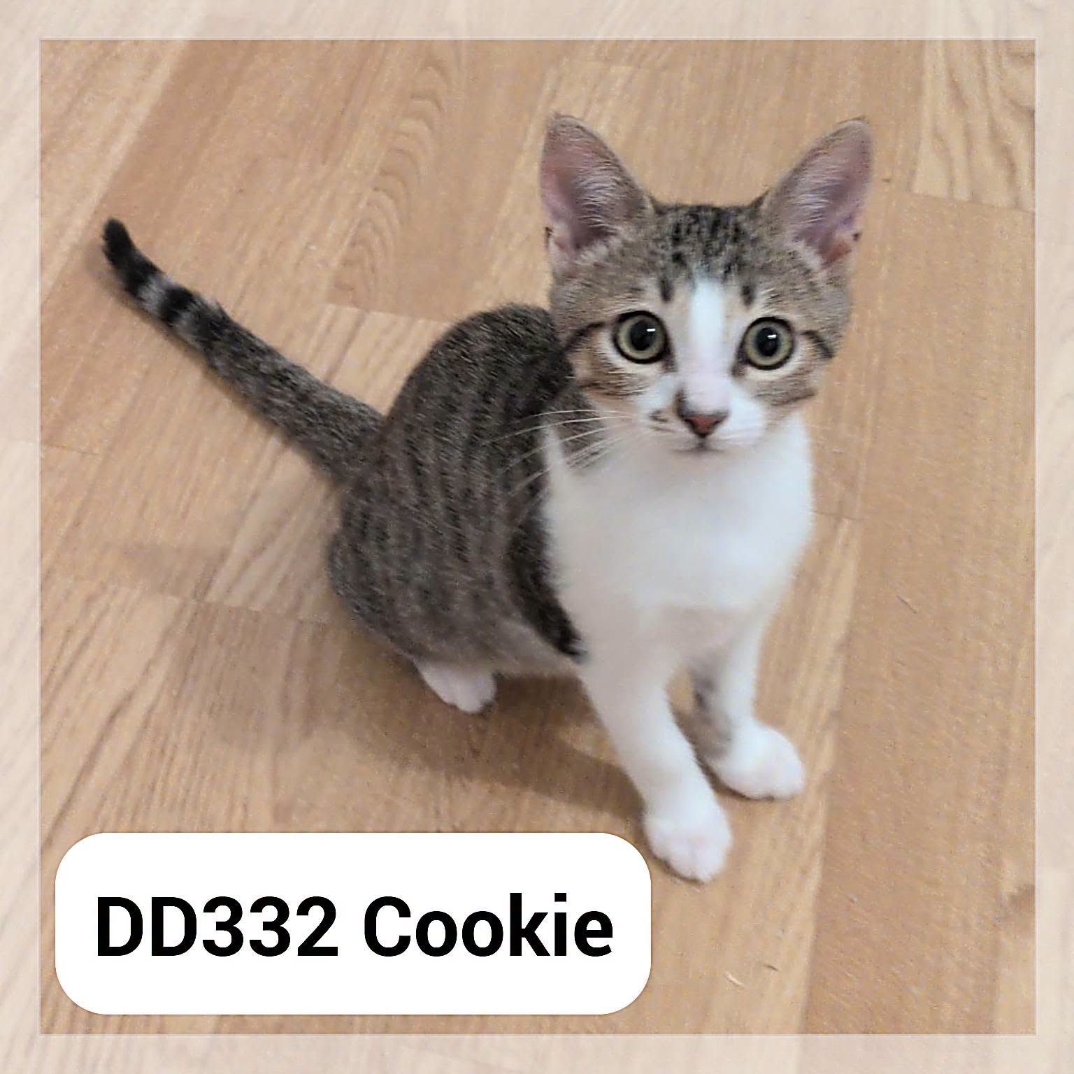 Cookie en F.A., chat à l’adoption à la SCPA de Carcassonne