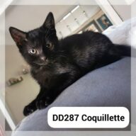 Coquillette - en F.A., chat à l’adoption à la SCPA de Carcassonne