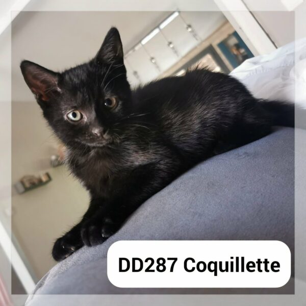 Coquillette – en F.A.