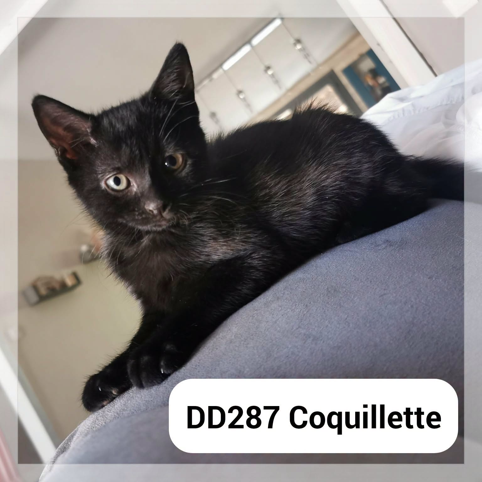Coquillette