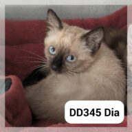 Dia - Réservée, chat à l’adoption à la SCPA de Carcassonne