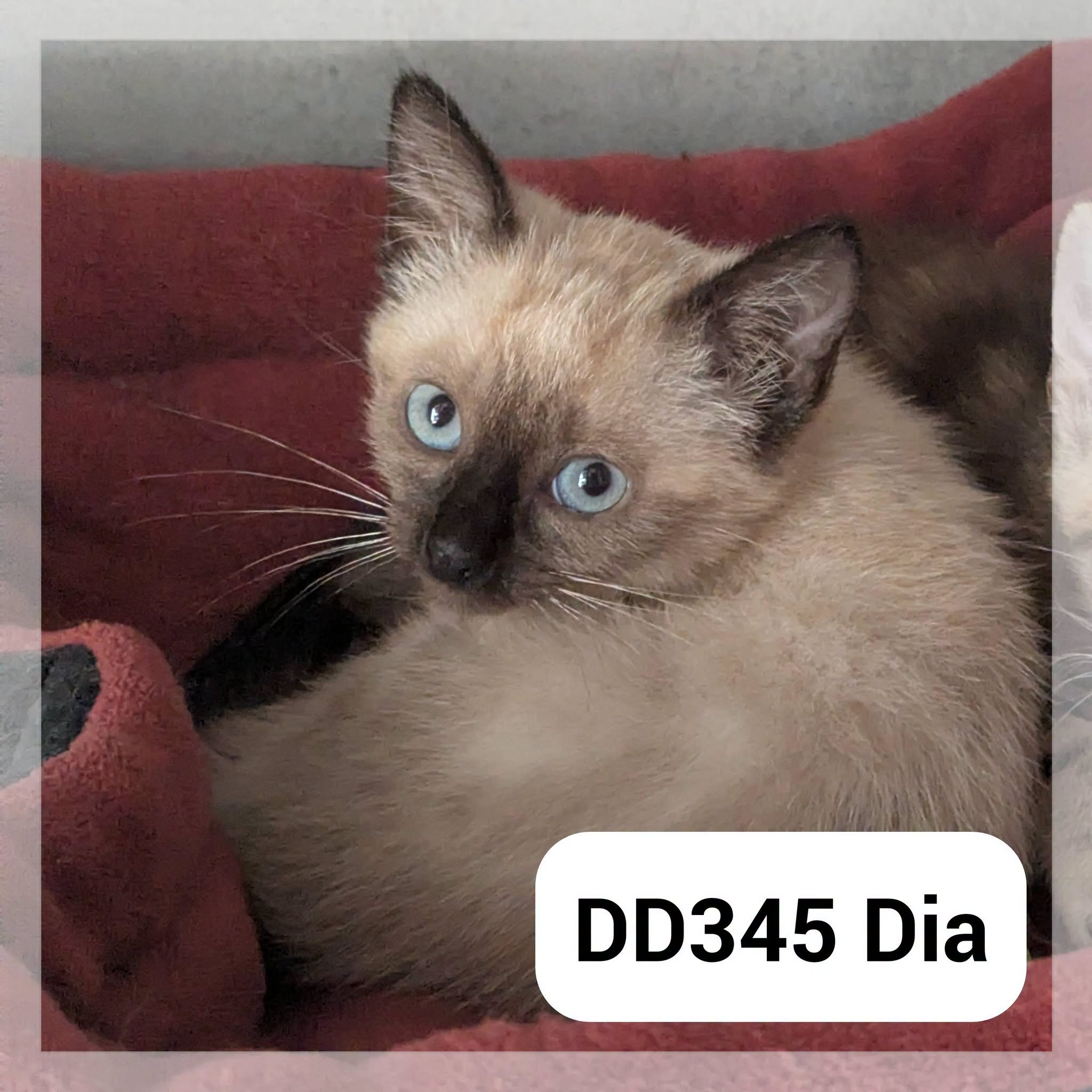 Dia