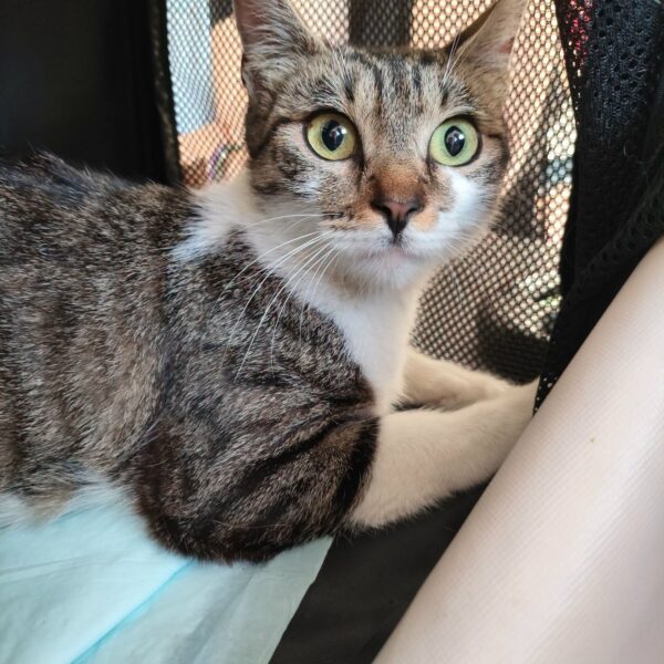 01/08 – FOURRIÈRE Chat – DD380