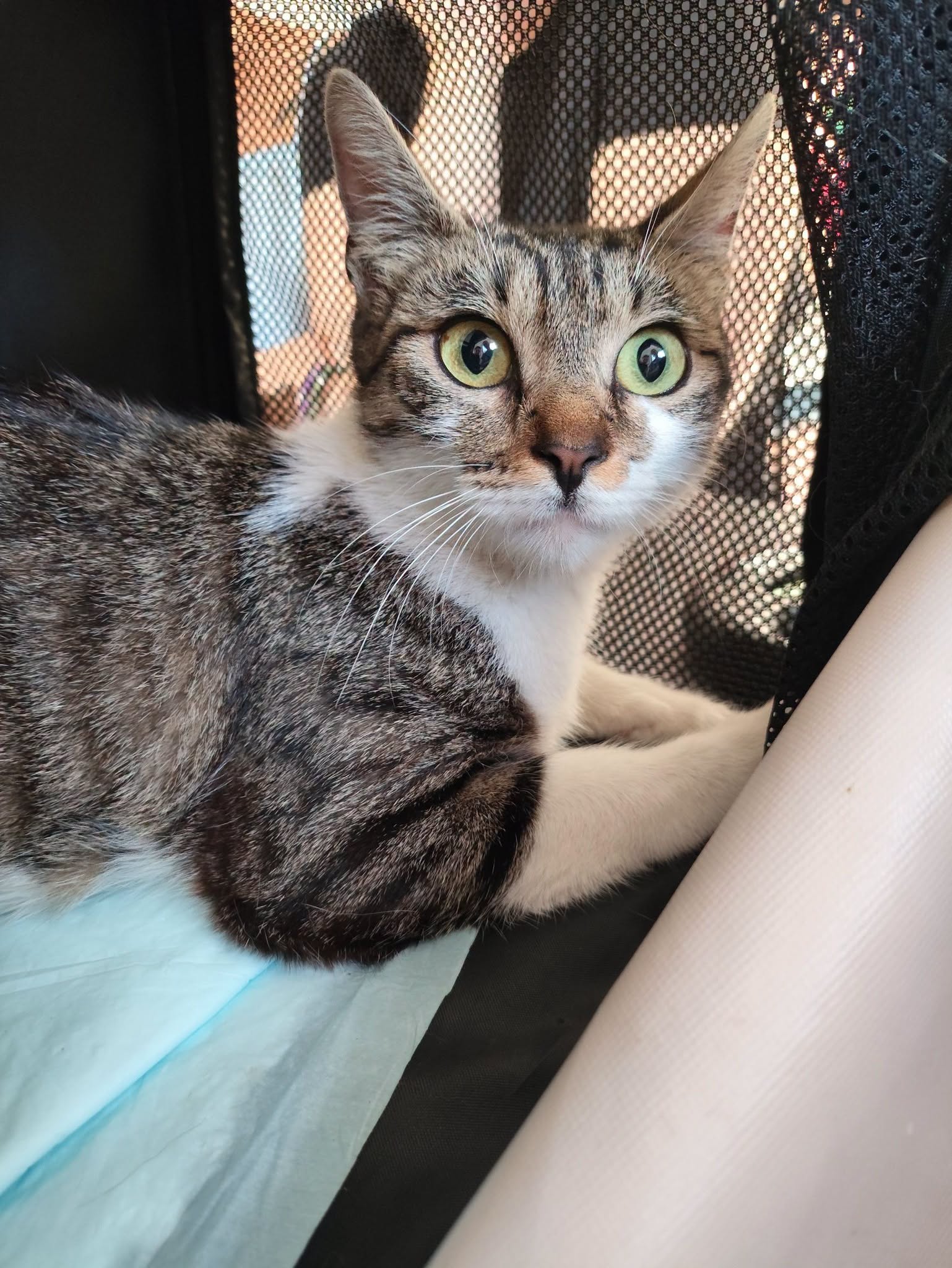 Lire la suite à propos de l’article 01/08 – FOURRIÈRE Chat – DD380