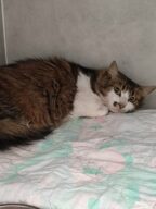 10/08 - FOURRIÈRE Chat, chat en fourrière à la SCPA de Carcassonne