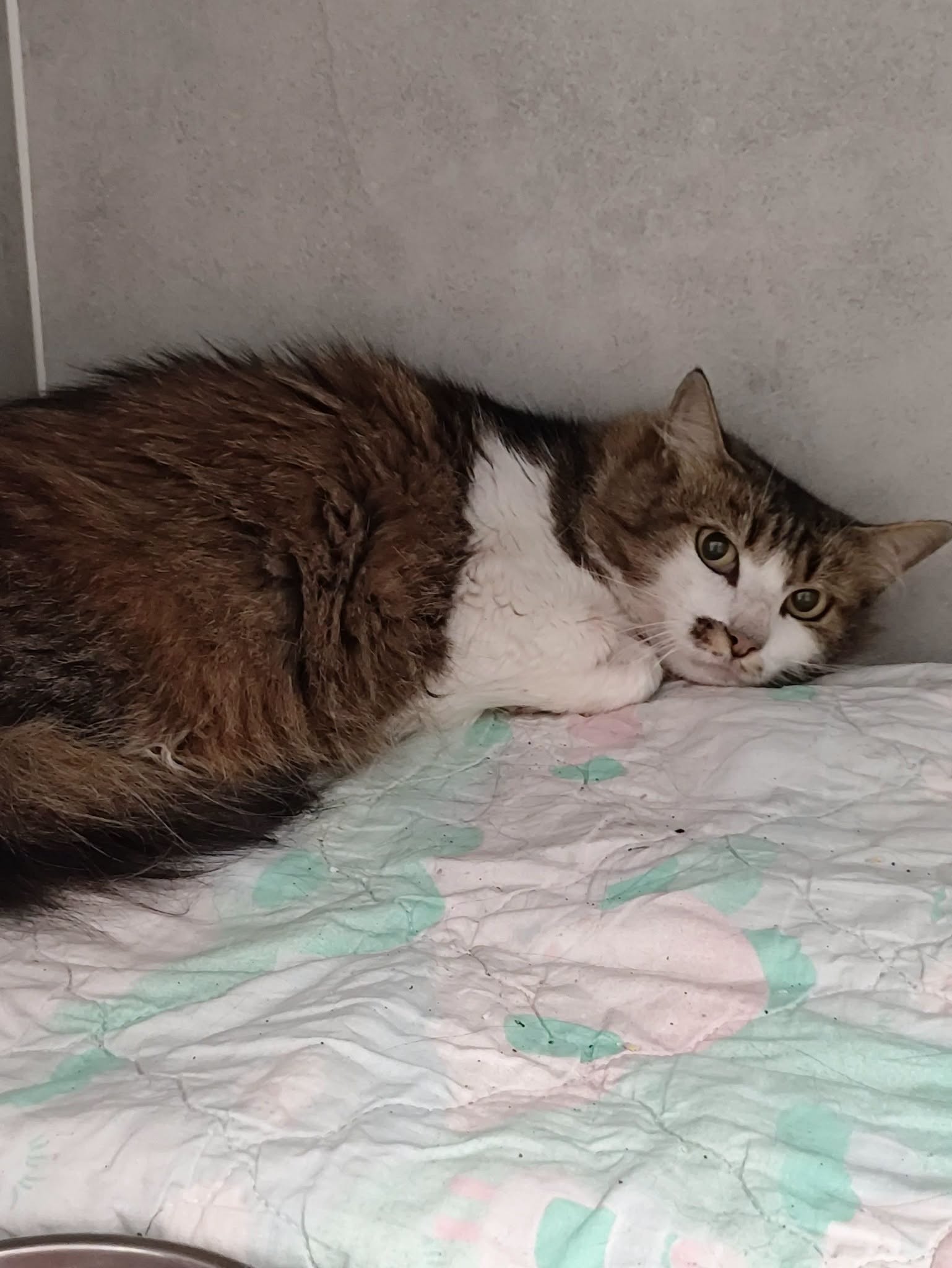 10/08 - FOURRIÈRE Chat, chat en fourrière à la SCPA de Carcassonne