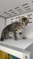 13/08 - FOURRIÈRE Chat - DD395, chat en fourrière à la SCPA de Carcassonne