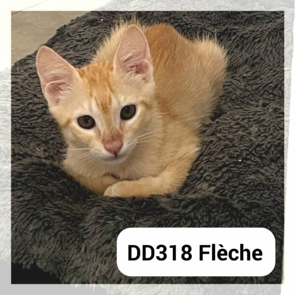 Flèche