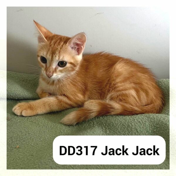 Jack Jack