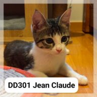Jean-Claude, chat à l’adoption à la SCPA de Carcassonne