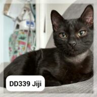 Jiji en F.A., chat à l’adoption à la SCPA de Carcassonne