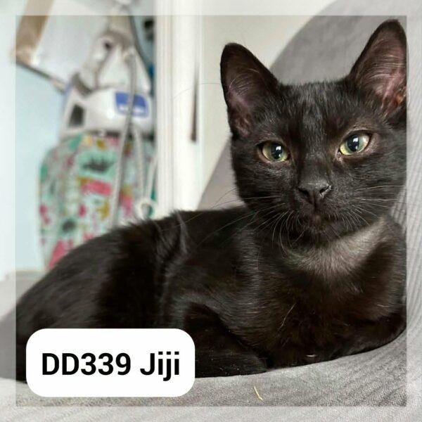 Jiji – en F.A.